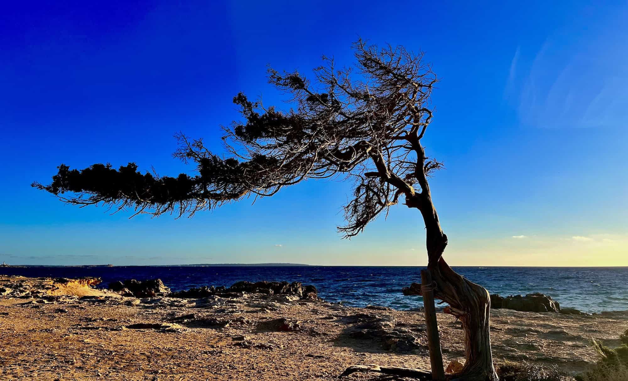 Arbre Sabina a la platja