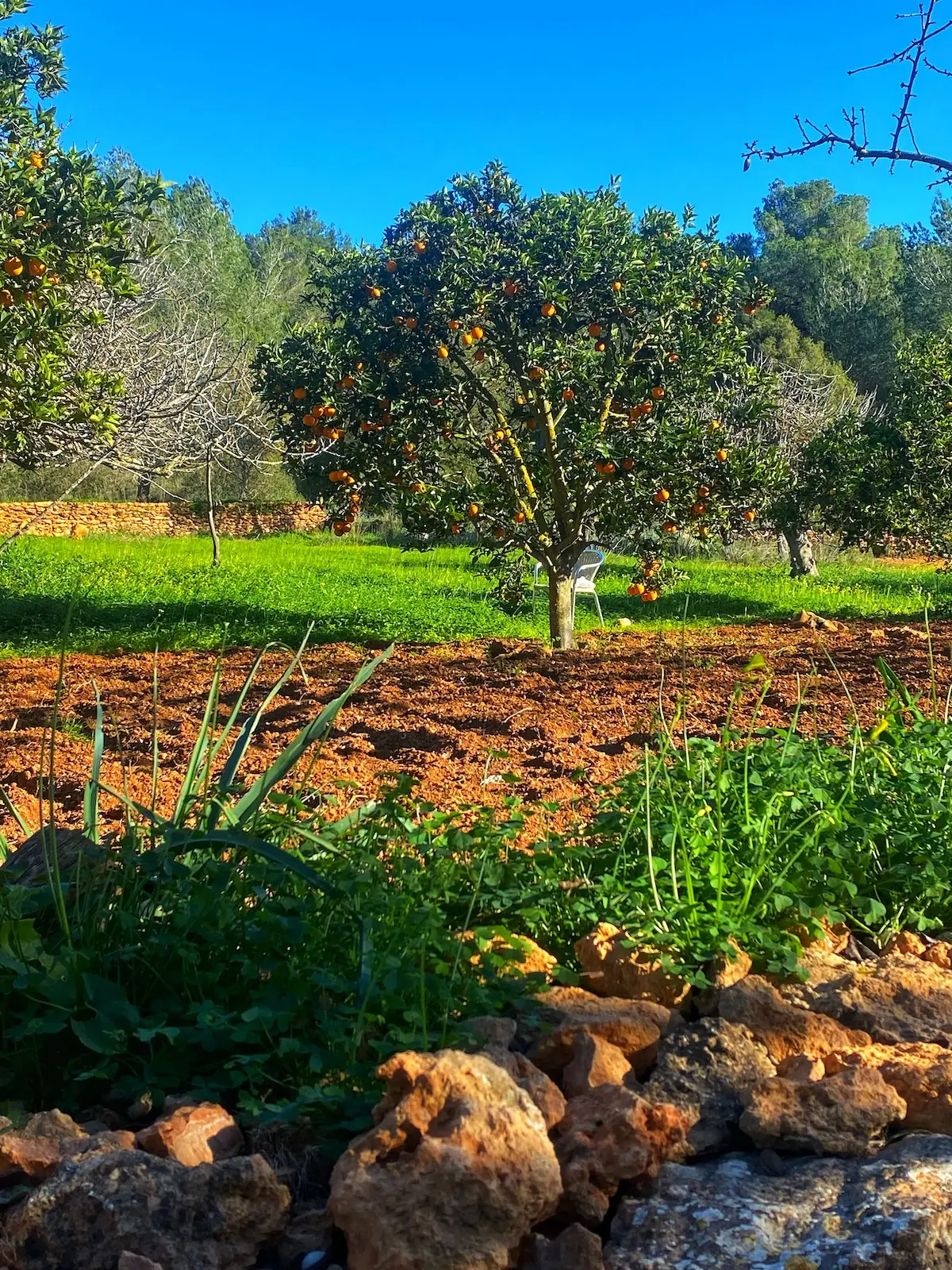 Orange tree in es Broll