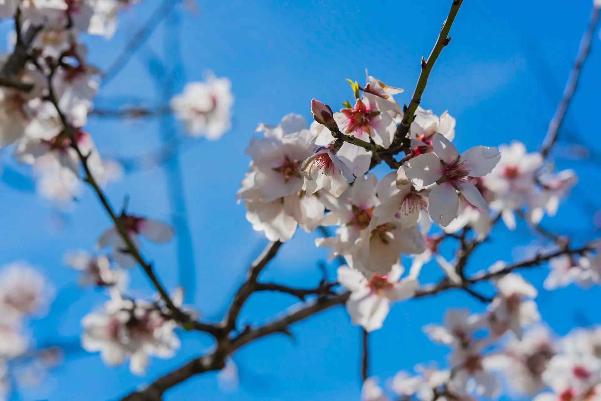 almond-blossom-ibiza-springtime-blooms